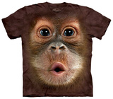 Big Face Baby Orangutan