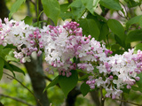 Close Up of a Flowering Lilac Shrub, Syringa Species, in Springtime