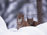 A Pair of Captive Eurasian Lynxes, Lynx Lynx, in a Snow Shower