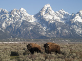 Buffalo or Bison Bulls, Bison Bison, in Front of the Teton Range
