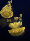 Buy Portait of Spotted Jellies, Mastigias Papua, in an Aquarium at AllPosters.com