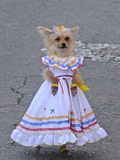 A Dog in Traditional Colombian Country Dress at the Silleteros Parade