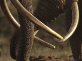 Close Up of Two African Elephants, Loxodonta Africana