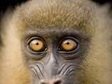 A Captive Juvenile Mandrill, Mandrillus Sphinx