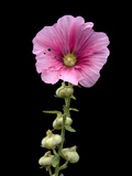 A Common Hollyhock Flower, Alcea Rosea