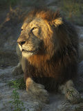 Portrait of a Lion, Panthera Leo, Resting in Late Evening Sunlight
