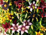 A Showy Arrangement of a Mix of Lily Flowers, Lilium Species