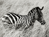A Plains Zebra Wades Through the Thick and High Grasses of Africa