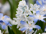 Close Up of Glory-Of-The-Snow Flowers, Chionodoxa Species