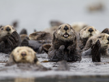 A Group of Northern Sea Otters, Enhydra Lutris Kenyoni