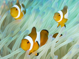 False Clown Anemonefish on an Anemone, Sabonan Island