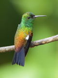 A Copper-Rumped Hummingbird, Amazilia Tobaci, on a Tree Branch