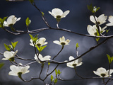 A Flowering Dogwood Tree in Yosemite National Park
