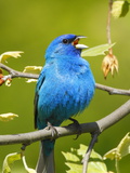 A Male Indigo Bunting, Passerina Cyanea, Singing a Territorial Song