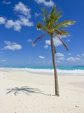 A Single Palm Tree Casts a Shadow on an Amazing Bermuda Beach