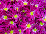 A Mass of Day-Glow Pink and Yellow Flowers at a Spring Exhibit
