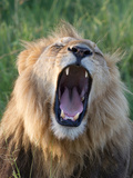 An African Lion Yawning
