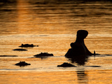 A Group of Silhouetted Hippopotamuses in Water at Sunrise