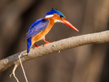 Malachite Kingfisher Perching on a Tree Branch