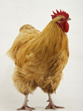 An Orpington, a Rare Breed of Chicken from Tatton Park Farm