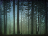 Monterey Pines in Fog