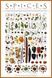 Spices and Culinary Herbs Art Print