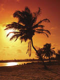 Sunset Palm Poster