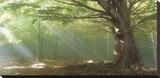 Buy Lights at AllPosters.com