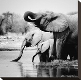 Namibia Elephants