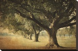 Island Oak