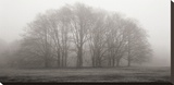 Buy Gathering Trees at AllPosters.com