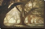 Oak Alley Morning Light