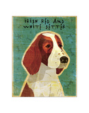 Irish Setter (Red & White)