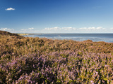 Braderuper Heath on the Island of Sylt