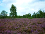 Luneburg Heath