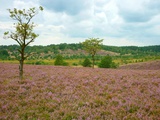Luneburg Heath