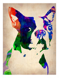 Boston Terrier Watercolor