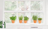 All My Herbs