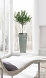 Olive Tree