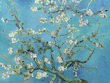 Almond Branches in Bloom, San Remy, c.1890 Art Print