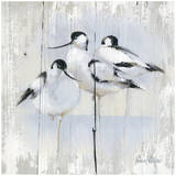 3 Oiseaux