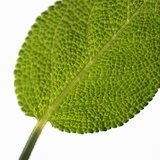 Sage Leaf