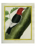 Redheaded Woodpecker