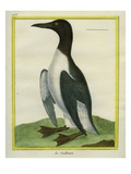 Common Murre