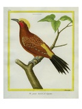 Chestnut Woodpecker
