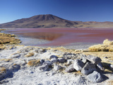 Laguna Colorada on the Altiplano, Potosi Department, Bolivia