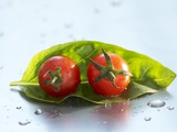 Two Cherry Tomatoes on a Basil Leaf