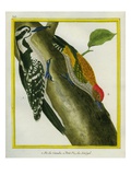 Striped Woodpecker and Little Green Woodpecker