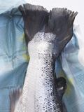 A Salmon Tail