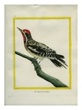 Pileated Woodpecker